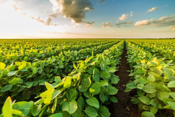 Saiba qual estado brasileiro lidera a produção de soja sustentável e leva país a superar 2 milhões de ha certificados