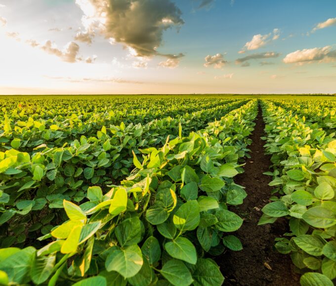 Saiba qual estado brasileiro lidera a produção de soja sustentável e leva país a superar 2 milhões de ha certificados