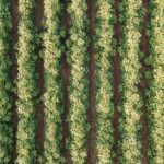 Agricultura regenerativa