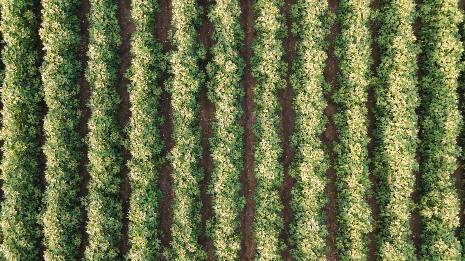 Agricultura regenerativa
