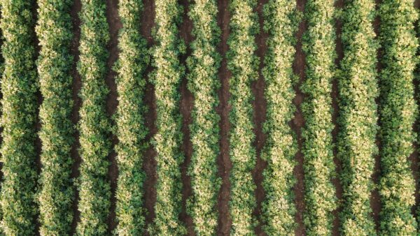 Agricultura regenerativa