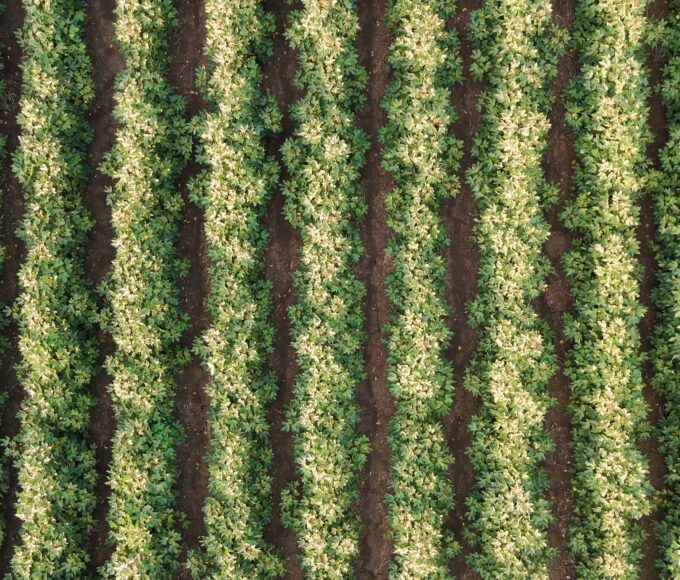 Agricultura regenerativa