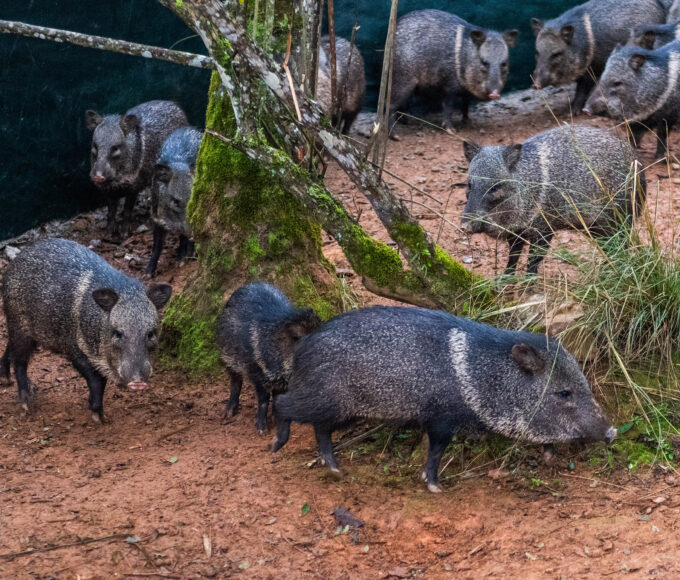 catetos