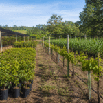 Câmara aprova projeto que amplia proteção de cultivares para até 25 anos