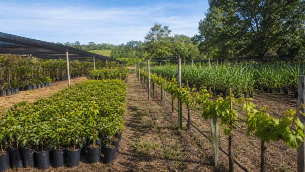 Câmara aprova projeto que amplia proteção de cultivares para até 25 anos
