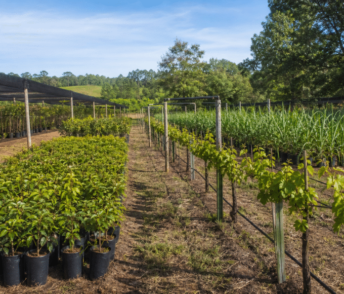 Câmara aprova projeto que amplia proteção de cultivares para até 25 anos
