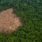 Imazon aponta queda de 10% no desmatamento da Amazônia no primeiro semestre