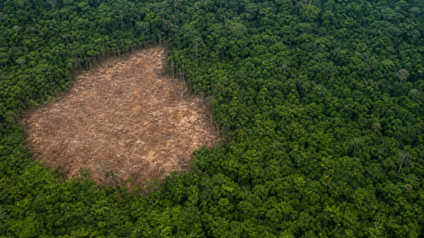 Imazon aponta queda de 10% no desmatamento da Amazônia no primeiro semestre