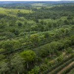 Política para sistemas agroflorestais avança em comissão da Câmara