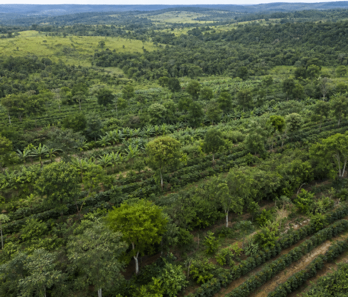 Política para sistemas agroflorestais avança em comissão da Câmara