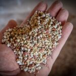 fertilizantes