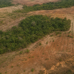 Projeto mira restauração de 600 mil hectares de vegetação nativa no Brasil