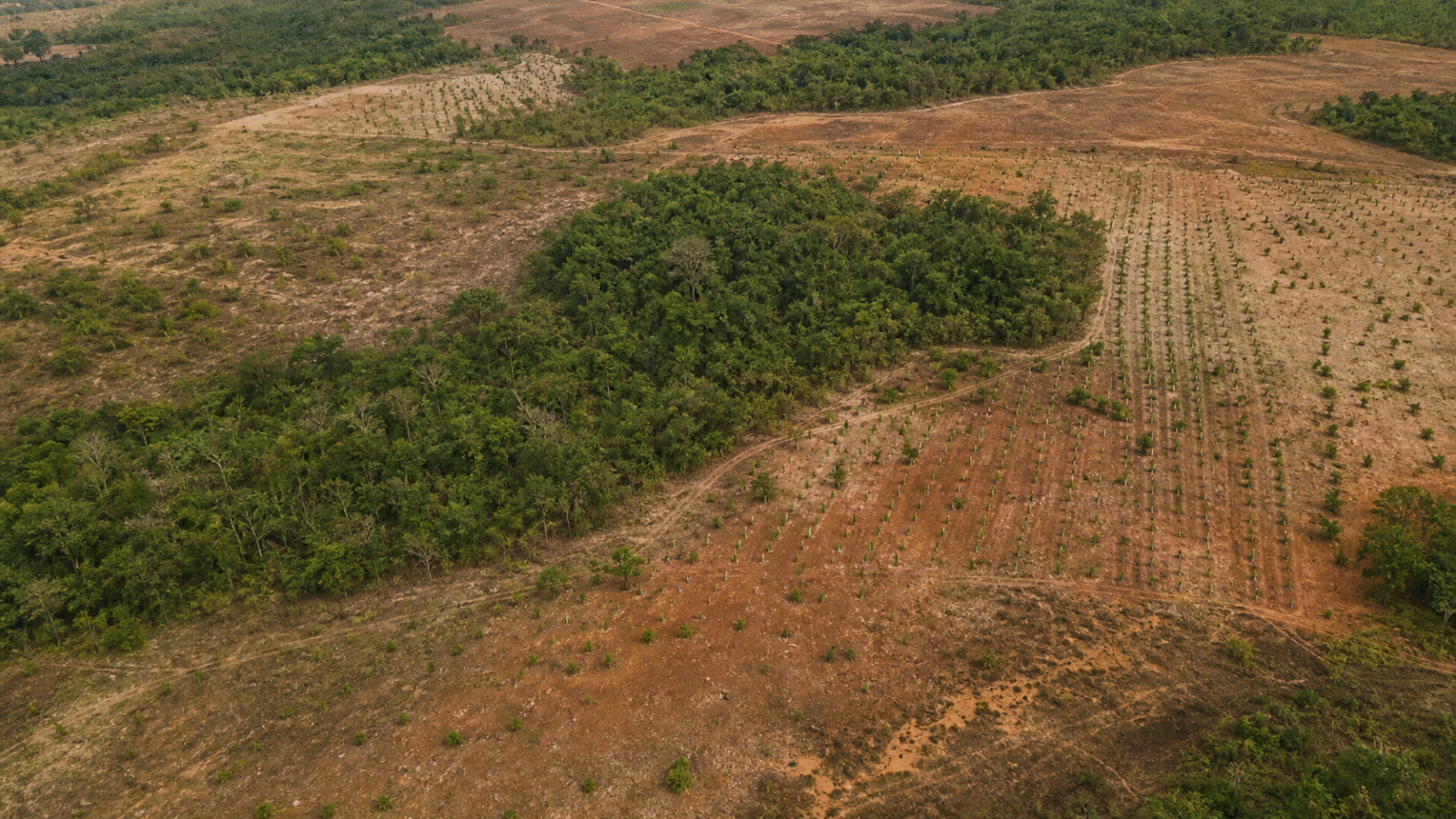 Projeto mira restauração de 600 mil hectares de vegetação nativa no Brasil