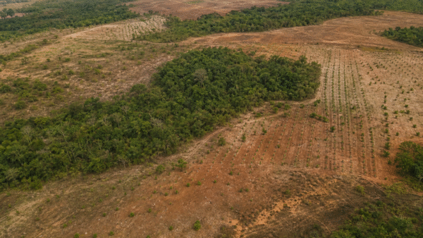 Projeto mira restauração de 600 mil hectares de vegetação nativa no Brasil