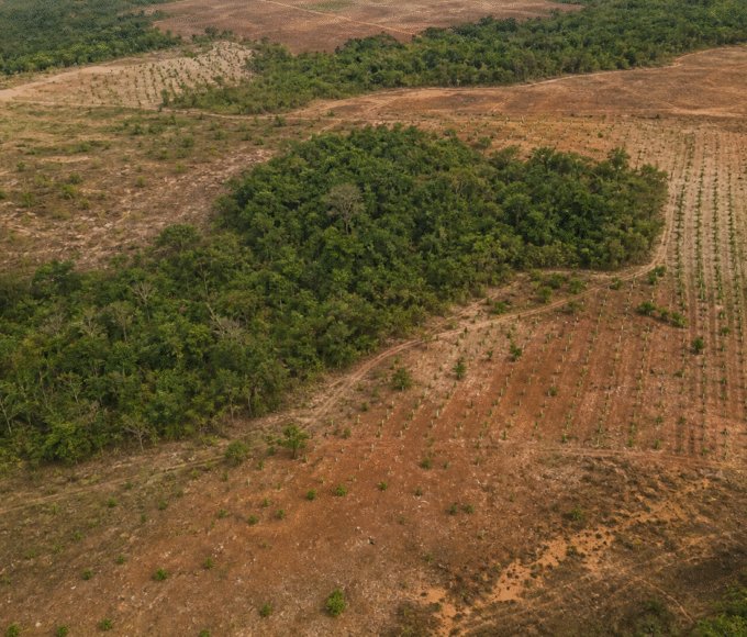 Projeto mira restauração de 600 mil hectares de vegetação nativa no Brasil