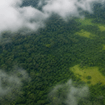 Alertas de desmatamento na Amazônia caem 35% em junho de 2026
