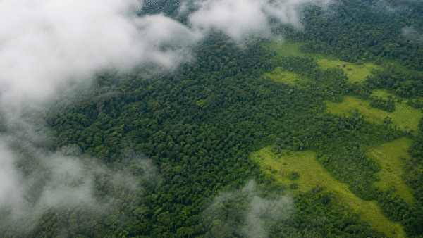 Alertas de desmatamento na Amazônia caem 35% em junho de 2026
