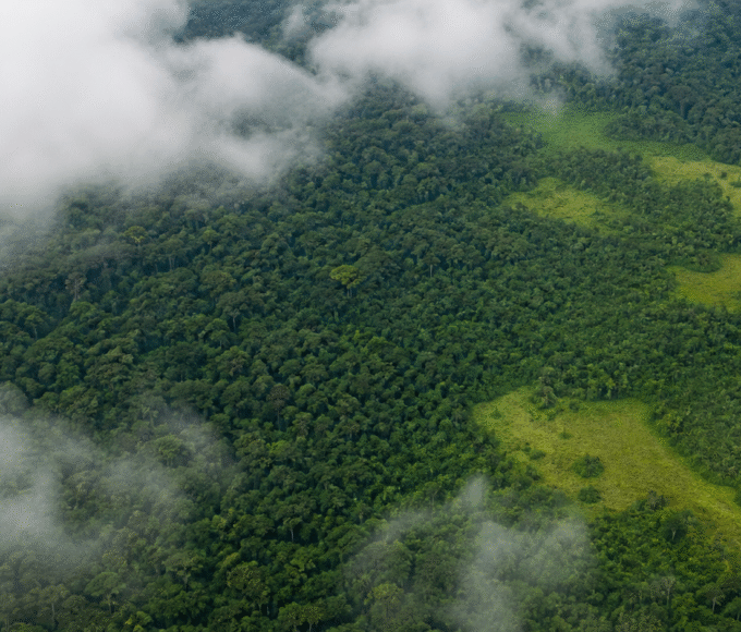Alertas de desmatamento na Amazônia caem 35% em junho de 2026